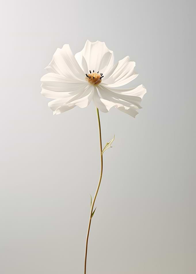 Single Flower