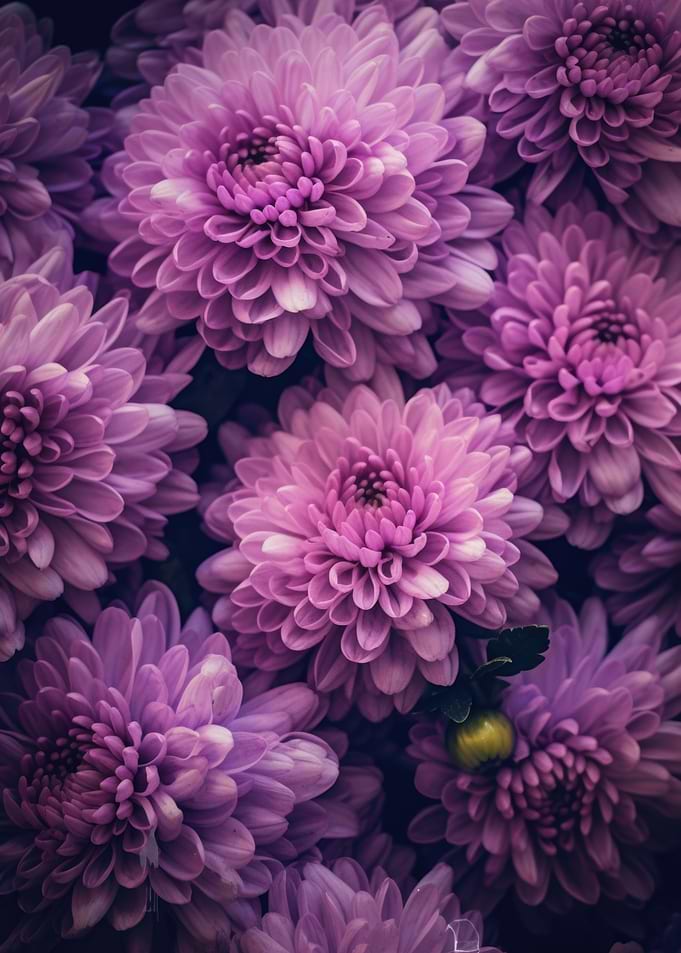 Chrysanthemum Pink V2