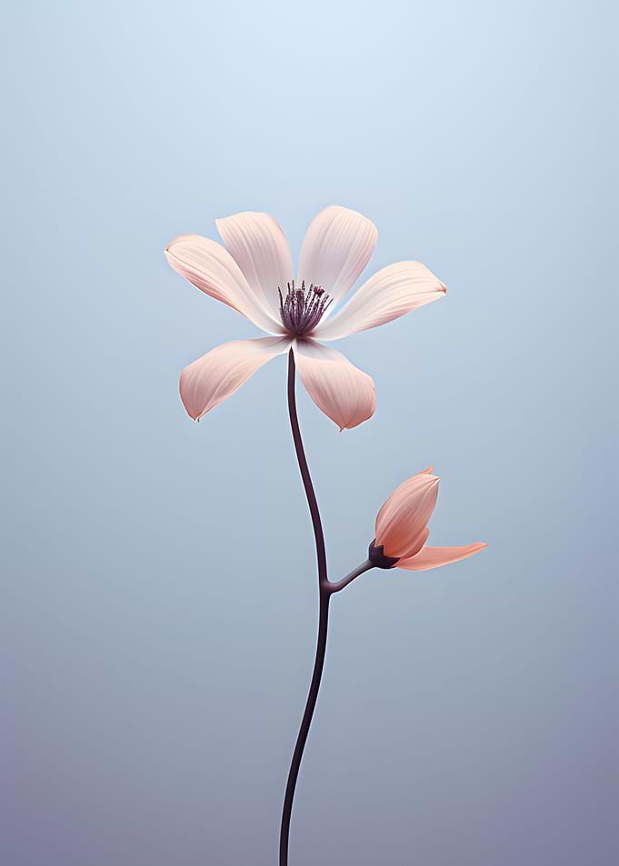 Single Flower