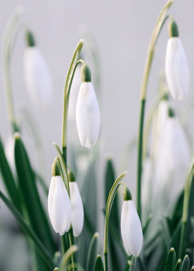 White Flower