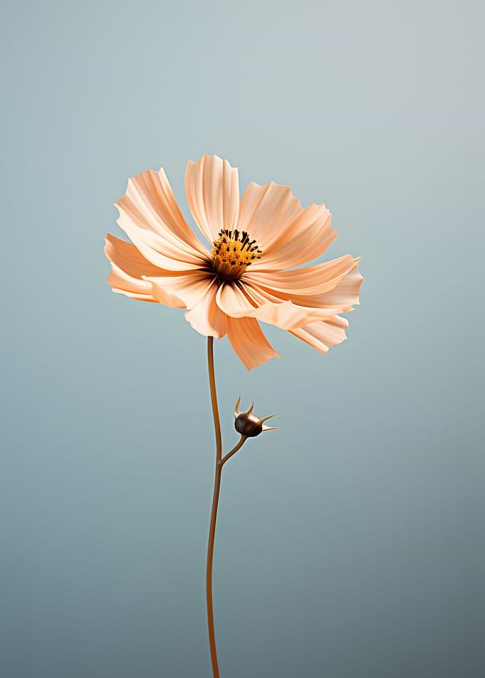 Single Flower