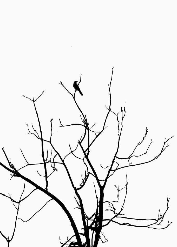 a Black and White