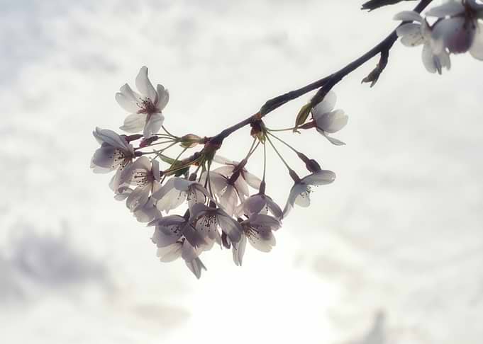 Flowering tree