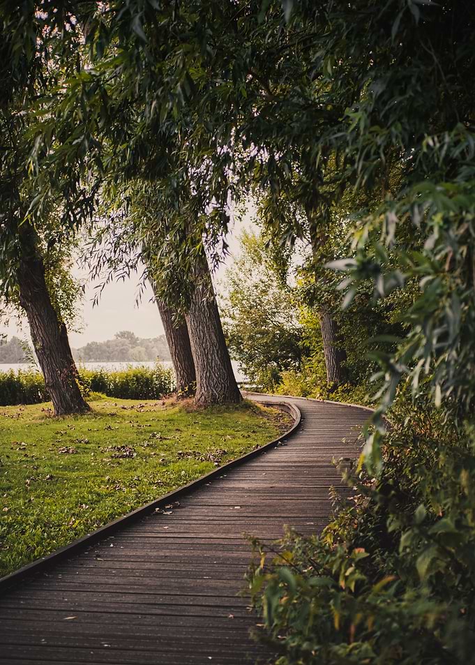 Forest Path