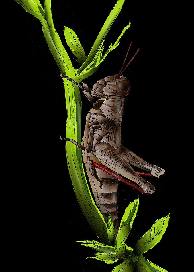 Grasshopper