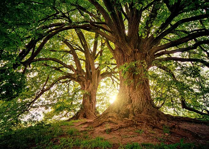 Trees Wilderness Nature