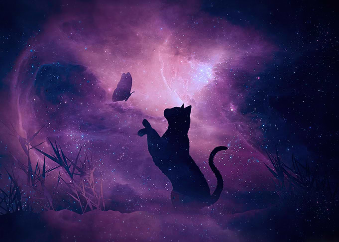 Black Cat and Butterfly