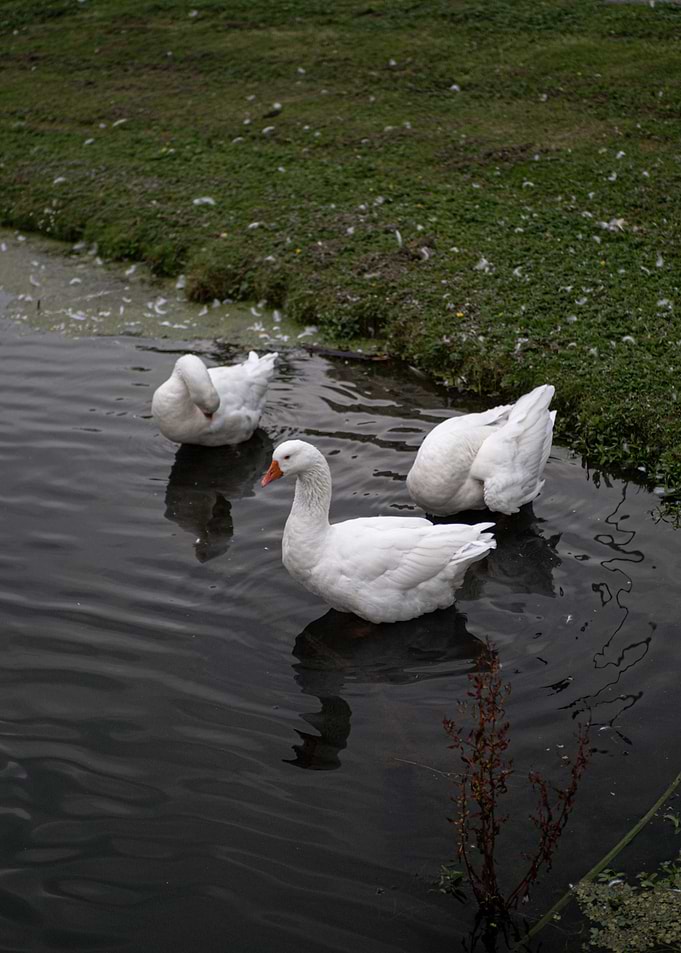 Swan Familly