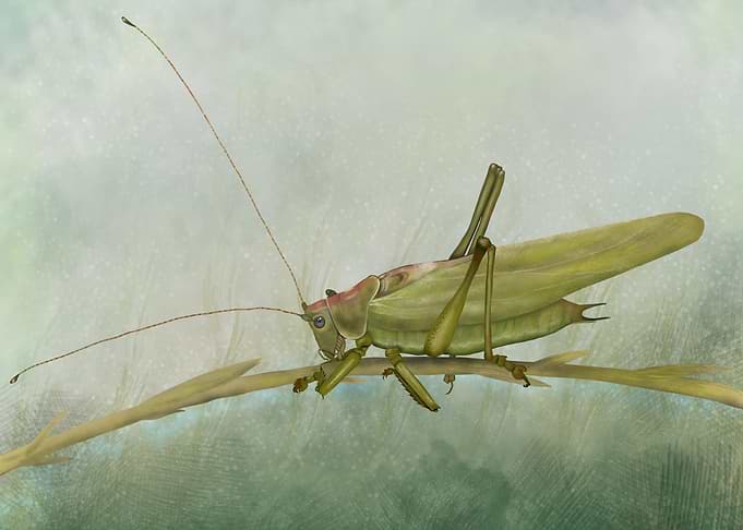 Grasshopper
