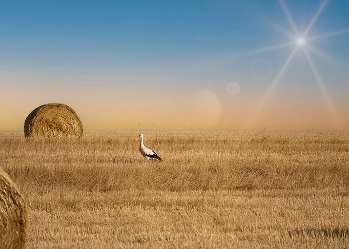 The white stork