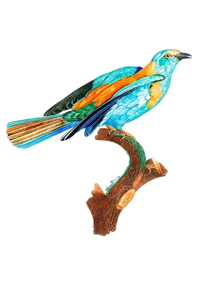 Abyssinian Roller