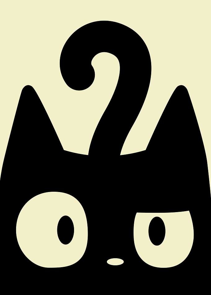 Confused cat