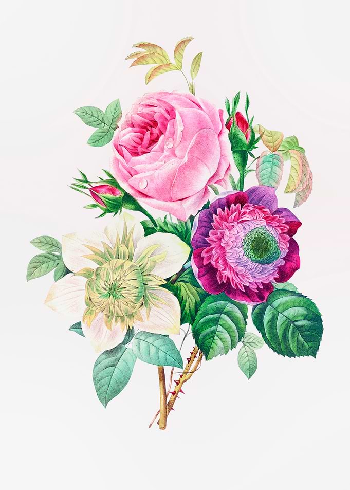 Anemone and Cabbage Rose