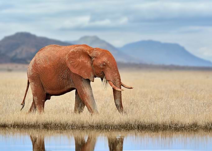 Elephant