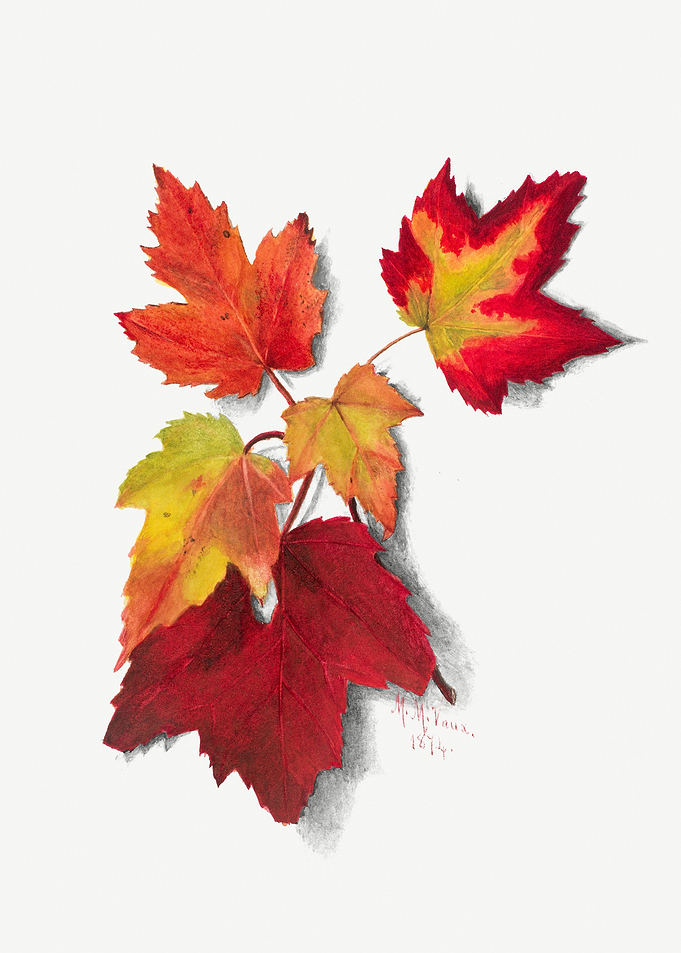 Autumn Leaves