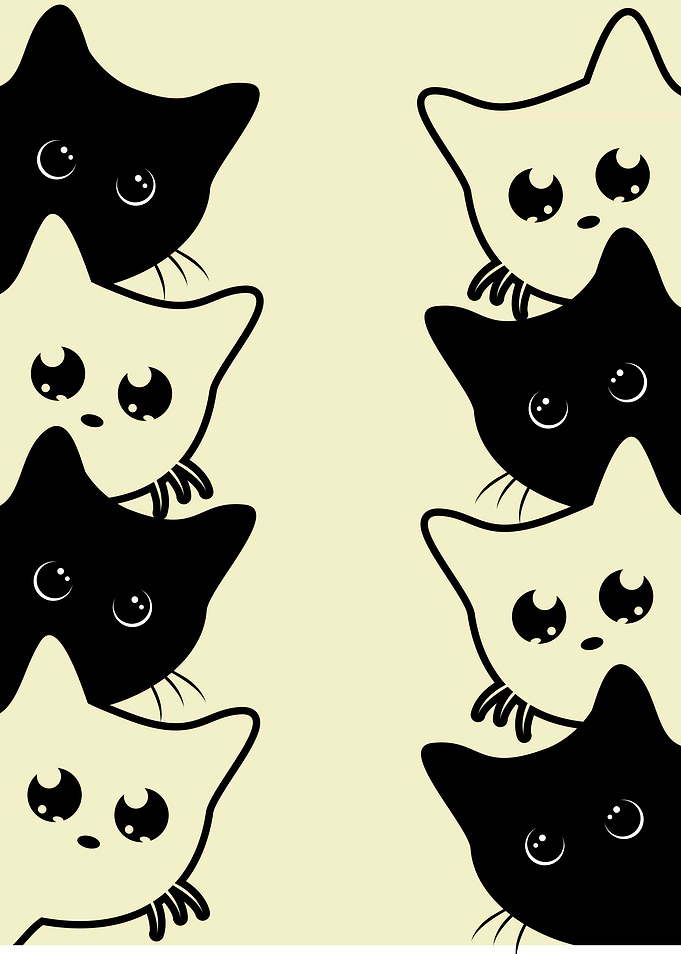 Black and White Cat