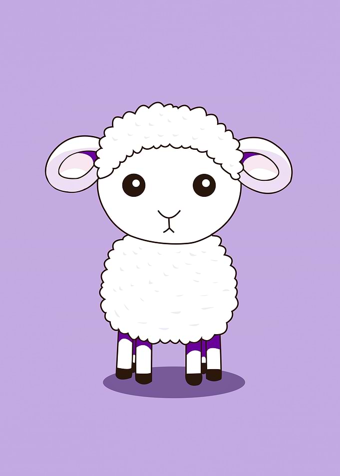 sheep baby animal