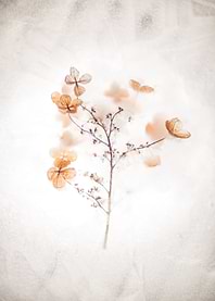 Brown Floral