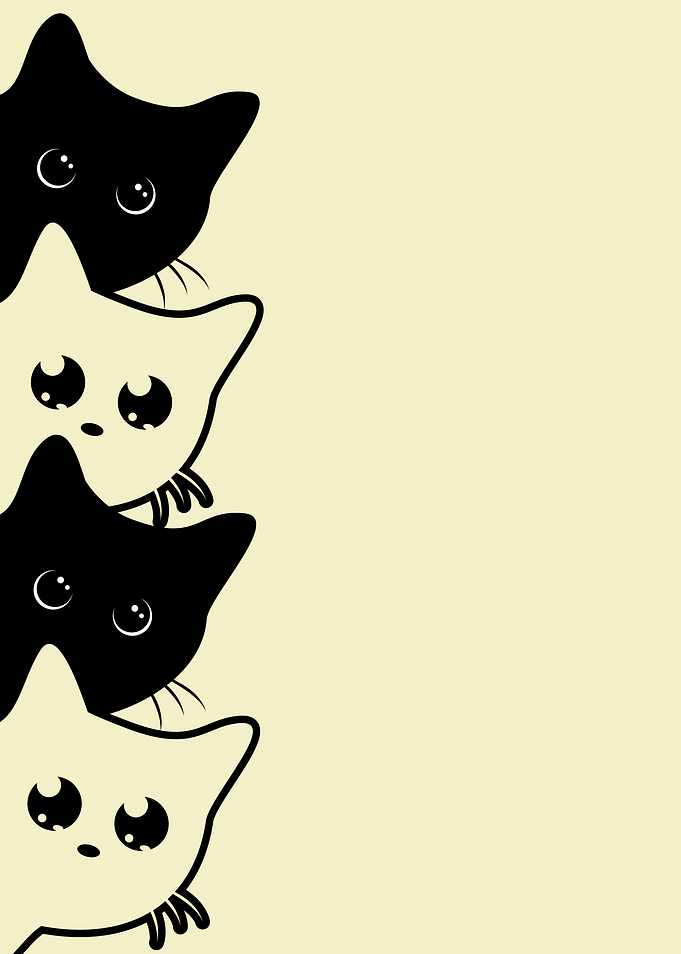 Black and White Cat 2