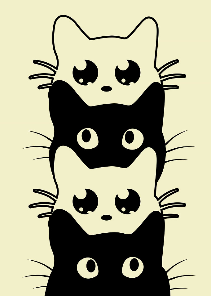 Black and White Cat 3