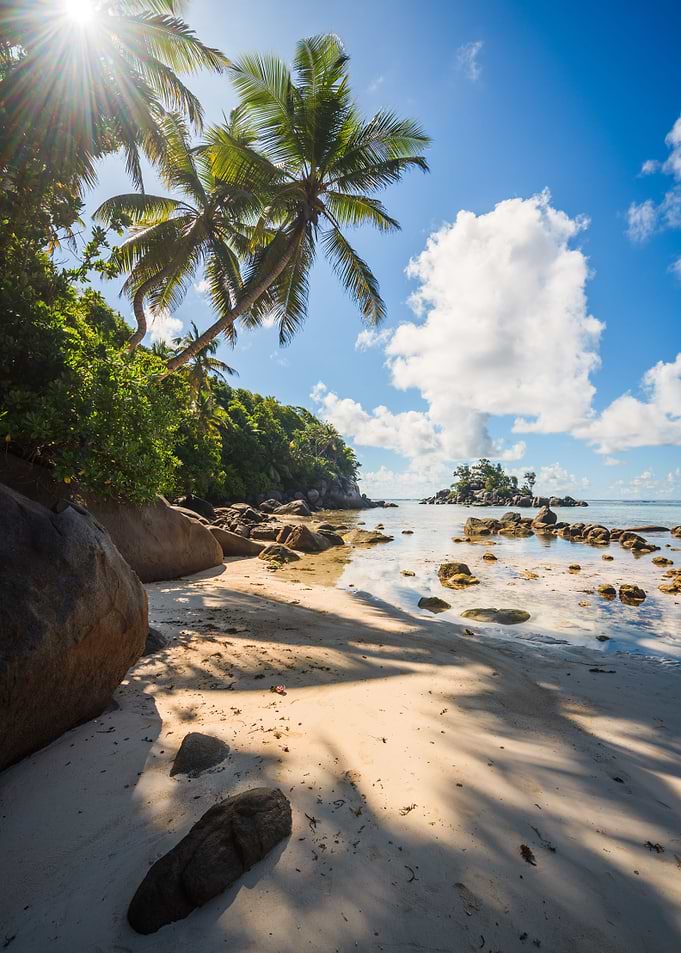 Tropical beach with palms