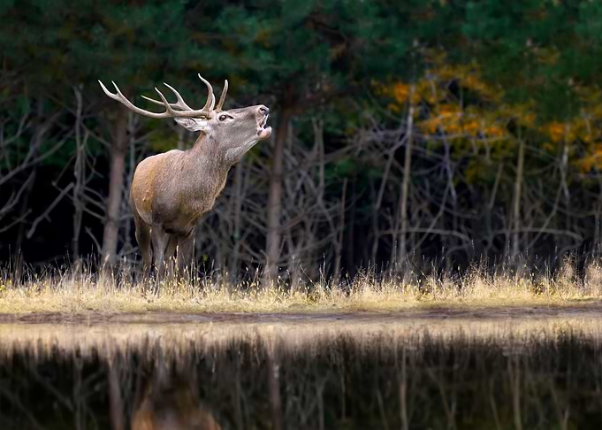 Deer
