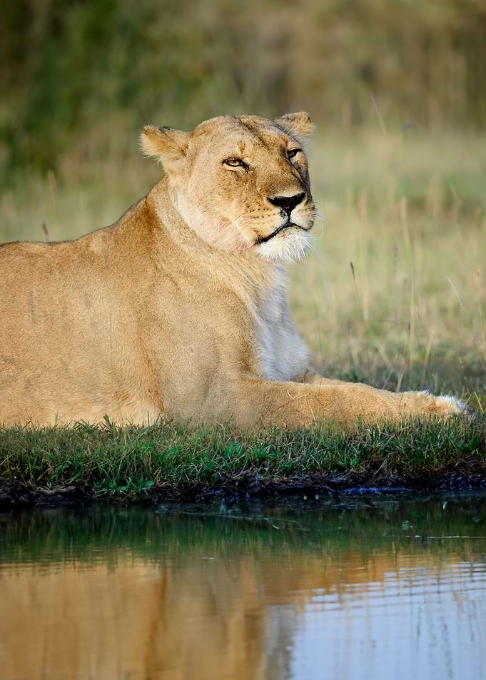 Lion