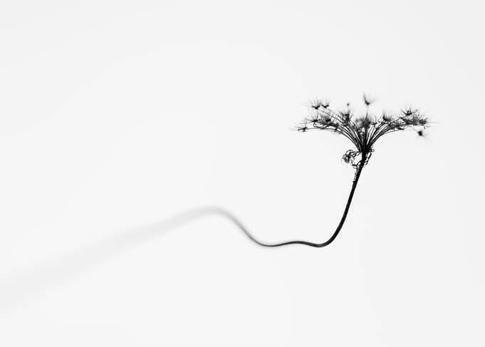 Minimalist Botanical Photo