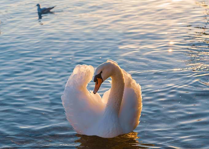 as beautiful as a swan