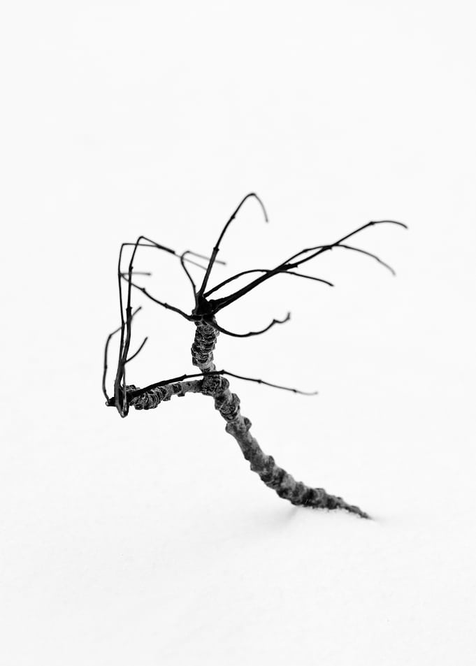 Weird BW Plant