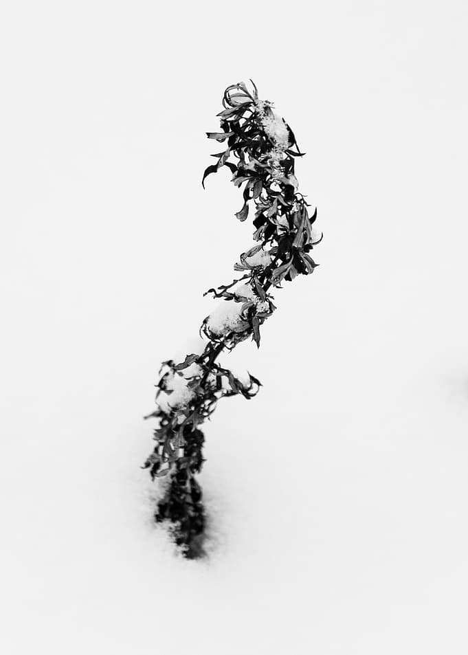 S Shaped Flower