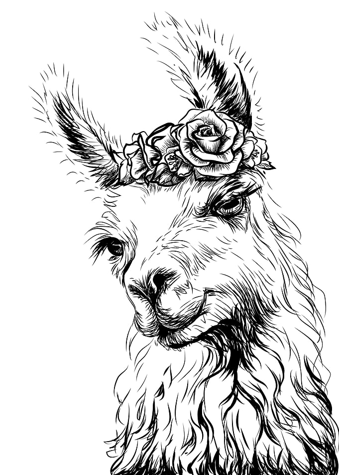 Llama