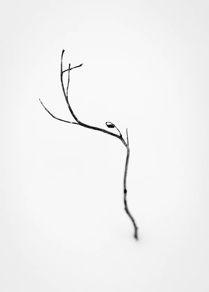 Minimalist Flower