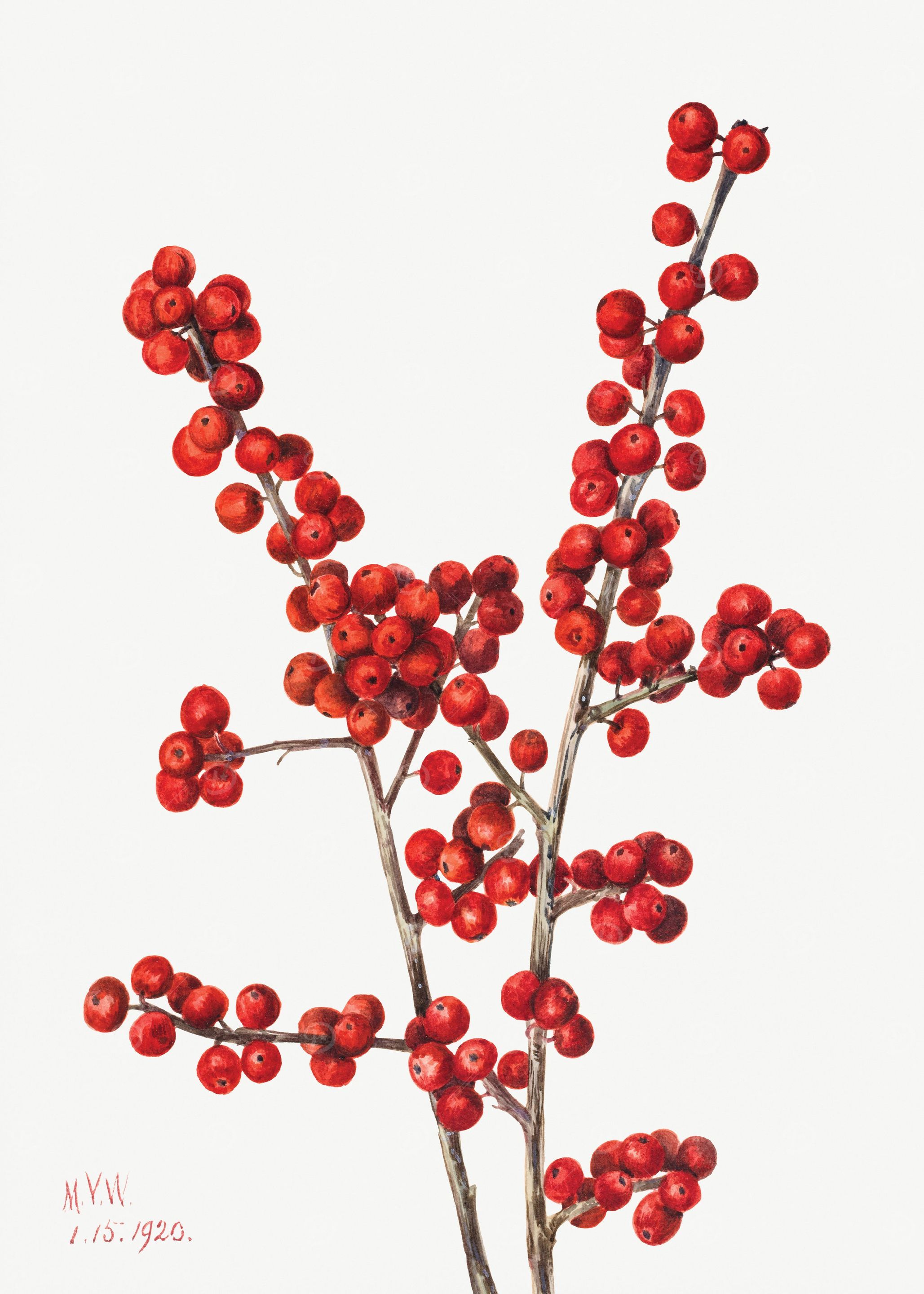 Winterberry Ilex verticil