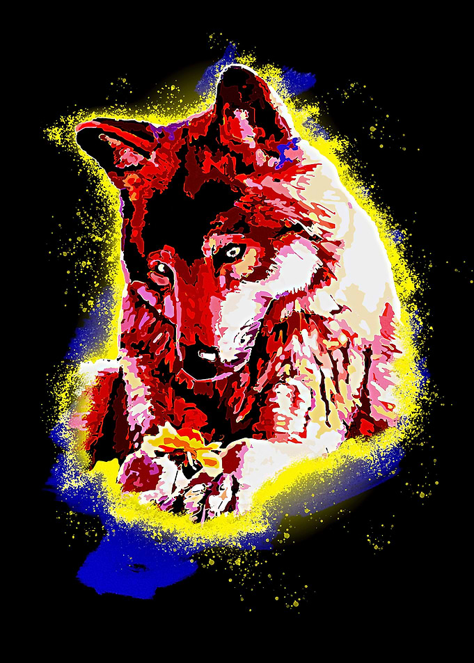 Red Fox Animal