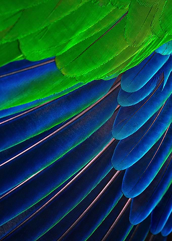 Feather Close up