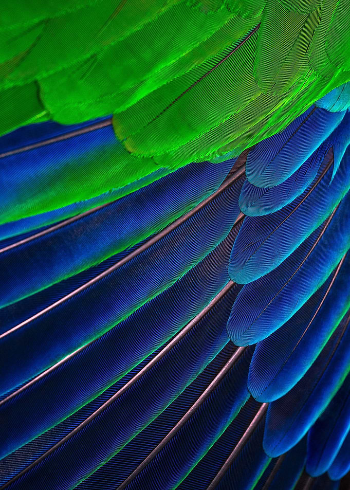 Feather Close up
