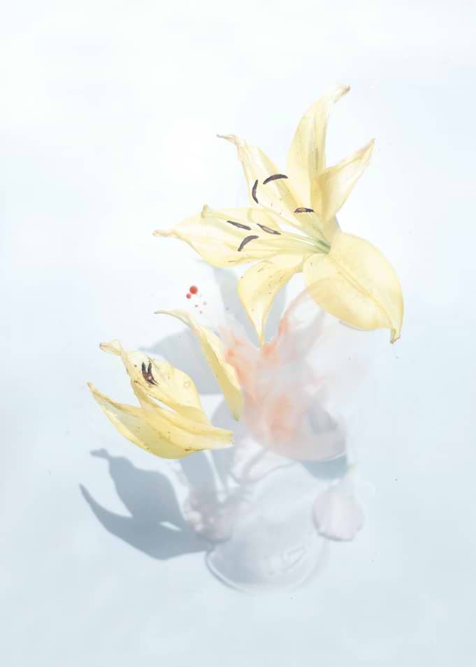 Blooming Yellow Flowers
