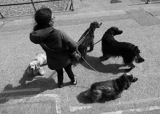 Lyme Regis Not For Dogs