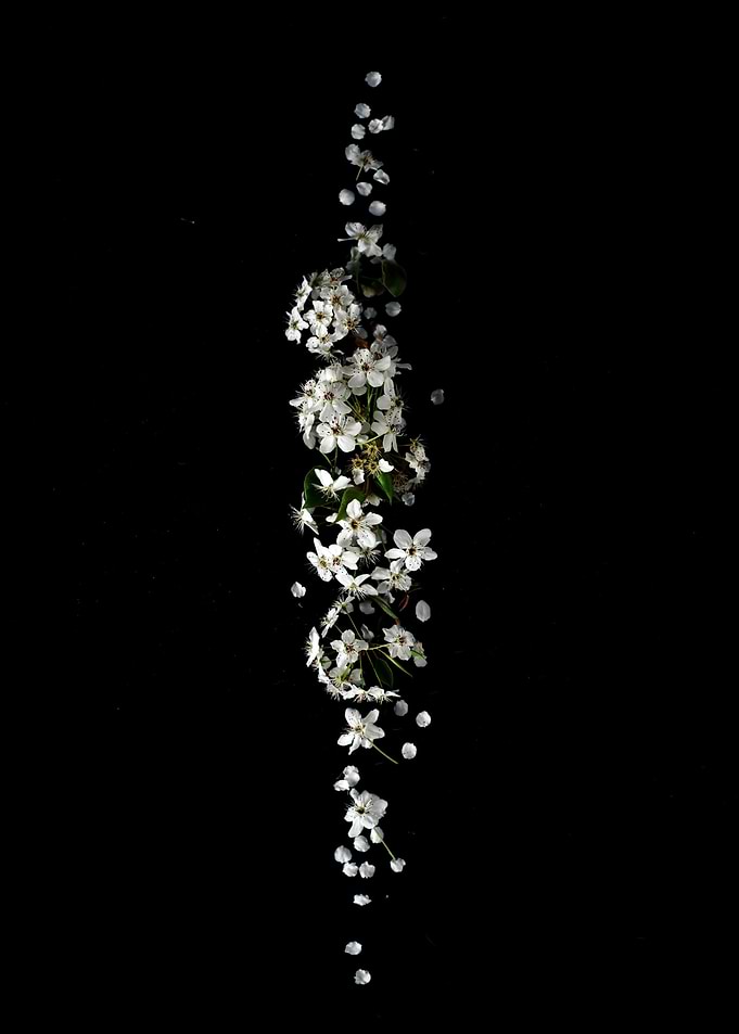 White Flower
