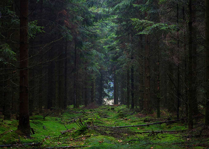 Tunnel in the forest