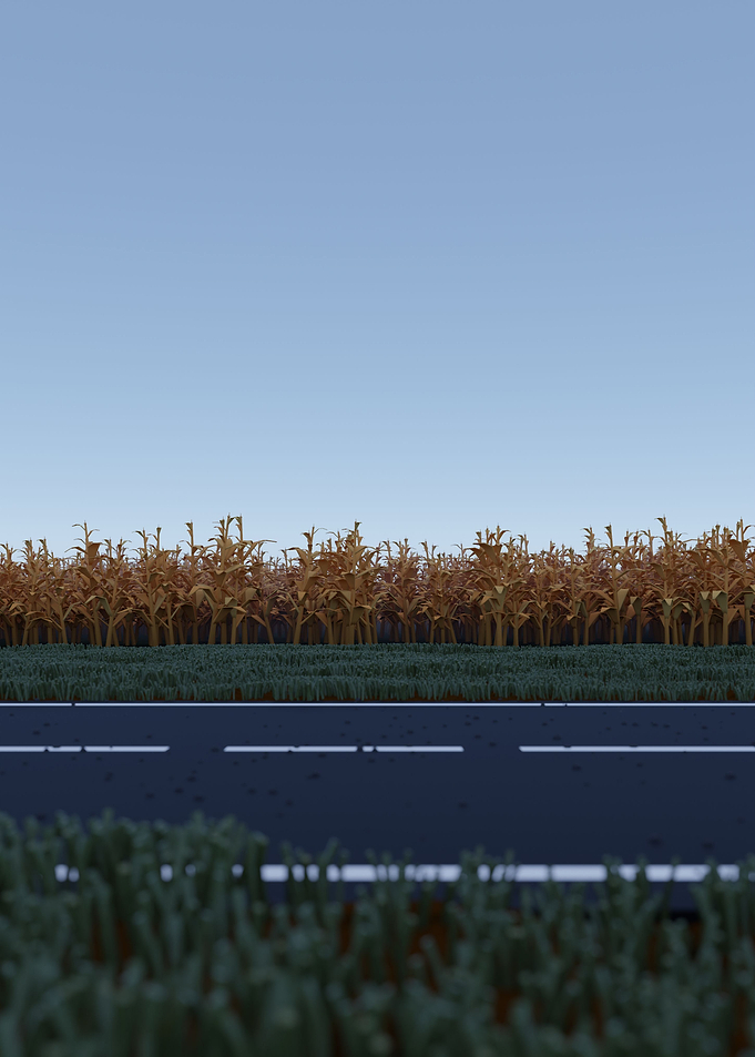 A Field of Corn