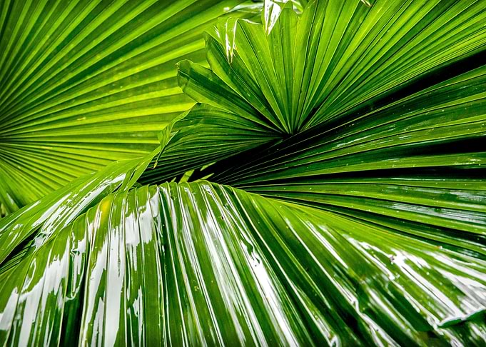 palm leaves