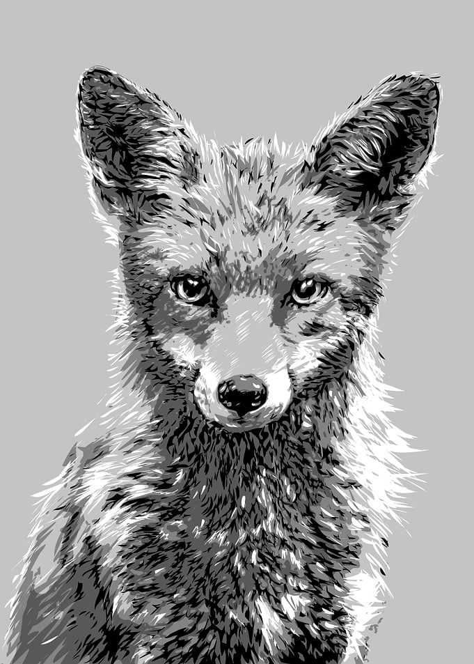 fox