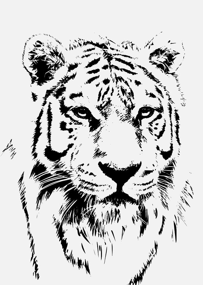 leopard