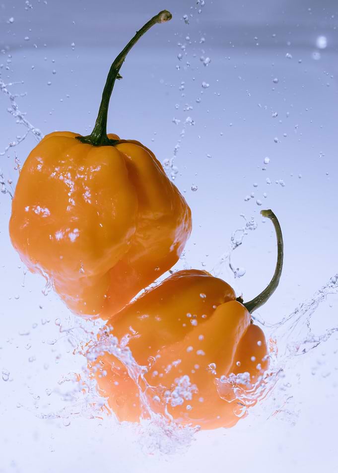 Habaneros yellow splash
