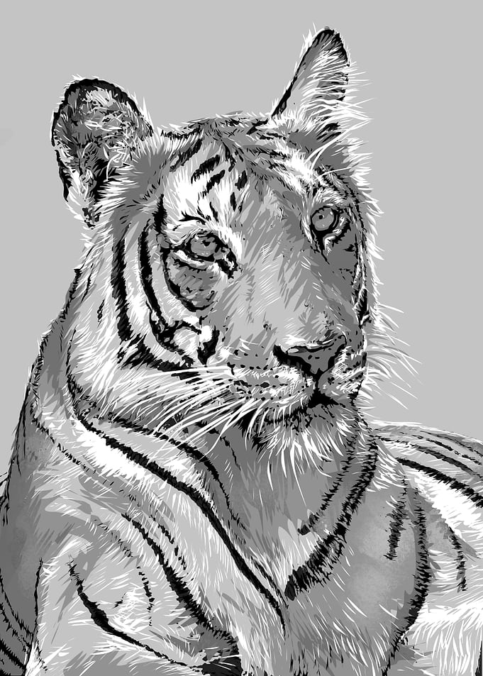 tiger