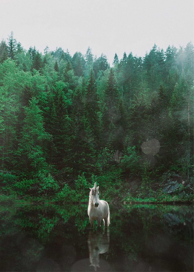 Beautiful unicorn