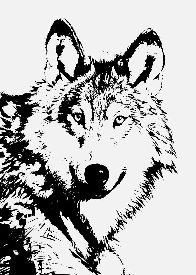 wolf