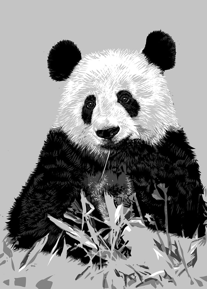 panda